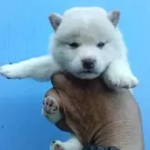 柴犬(標準サイズ)