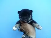 柴犬(標準サイズ)【三重県・男の子・2025年7月24日・黒】の写真2