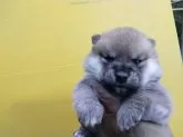 柴犬(標準サイズ)【三重県・女の子・2025年1月7日・赤】の写真2
