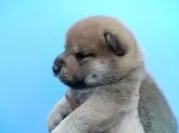 柴犬(標準サイズ)【三重県・女の子・2025年7月30日・赤】の写真2