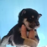 柴犬(標準サイズ)【三重県・女の子・2025年10月15日・黒】の写真2