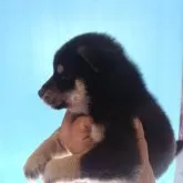 柴犬(標準サイズ)【三重県・女の子・2025年10月15日・黒】の写真3