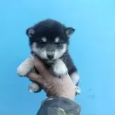 柴犬(標準サイズ)【三重県・男の子・2025年1月31日・黒】の写真4