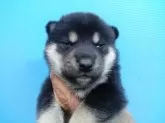 柴犬(標準サイズ)【三重県・男の子・2025年7月18日・黒】の写真4