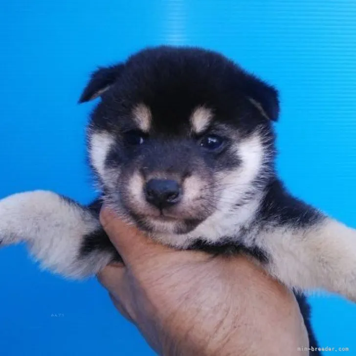 ID:2311-00230の子犬