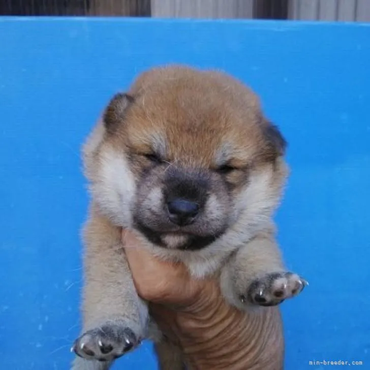 ID：2210-04706の子犬