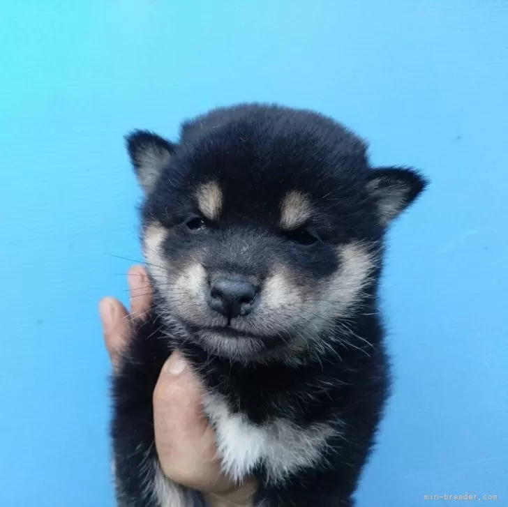 ID:2404-06547の子犬