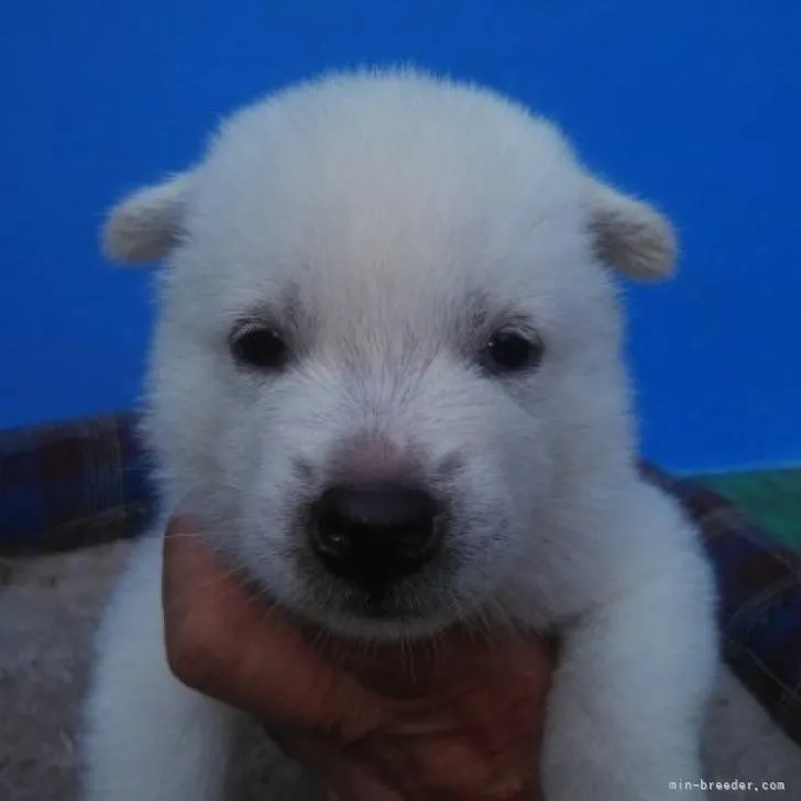 ID:2209-02498の子犬