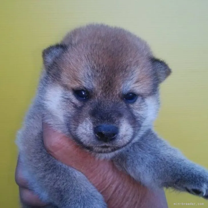 ID:2311-03242の子犬