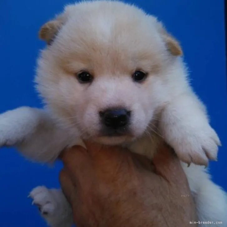 マンボ 様のお迎えした子犬