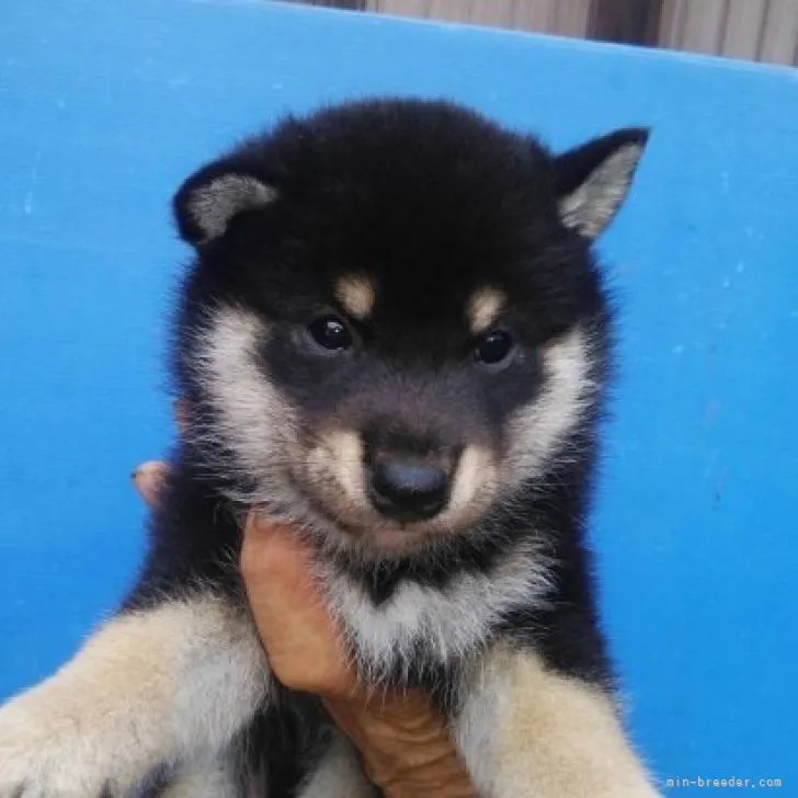 ID：2208-04272の子犬