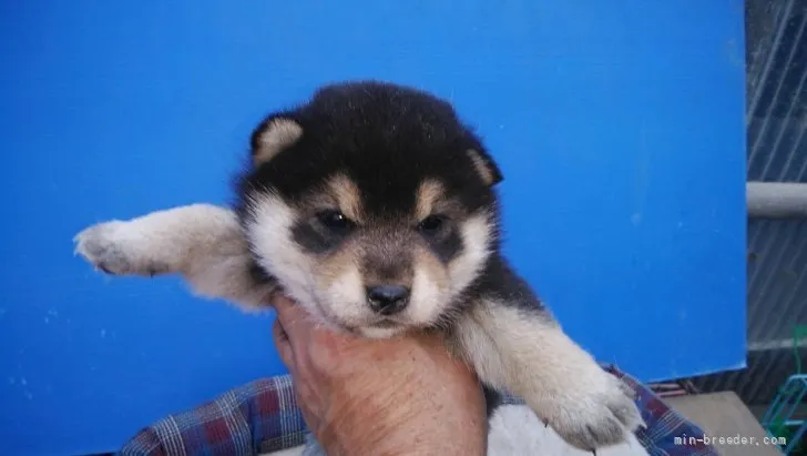 ID：2203-03488の子犬