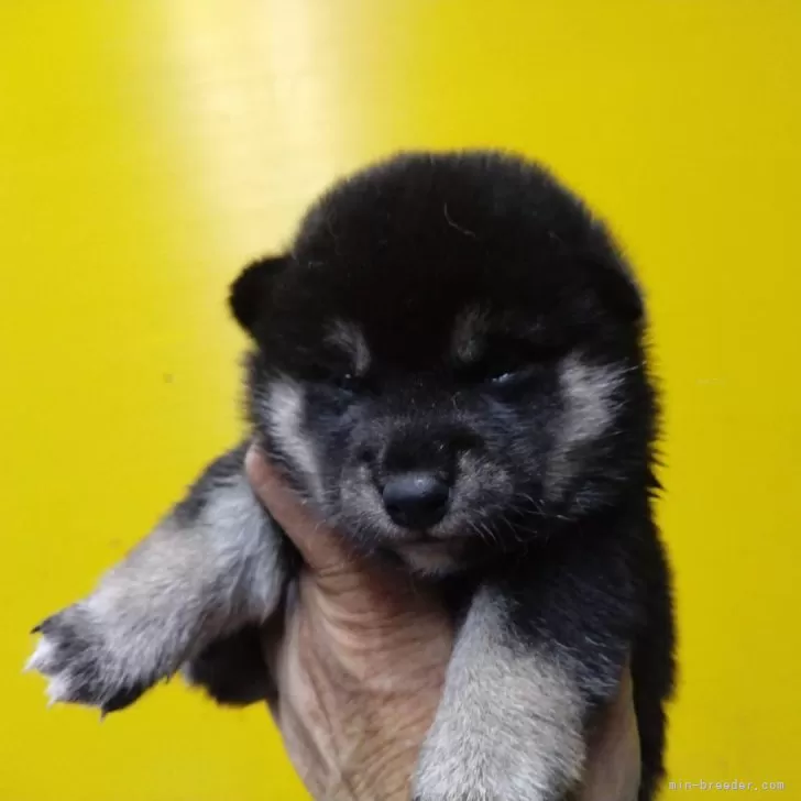 ID:2408-01365の子犬