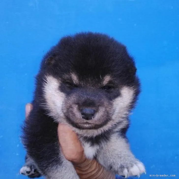 ID：2210-04710の子犬