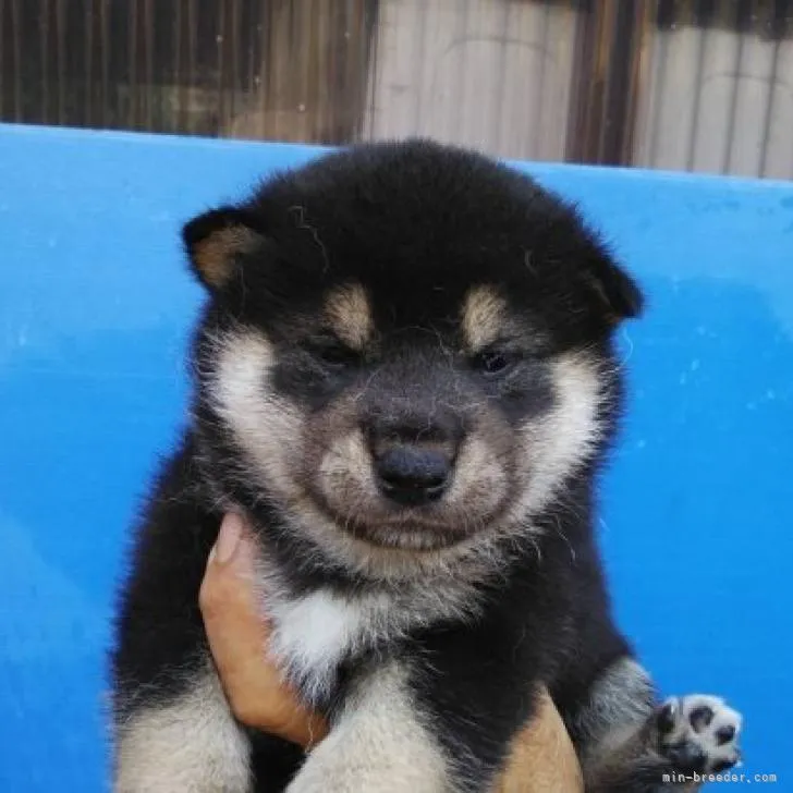 ID:2209-00126の子犬