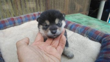 柴犬(標準サイズ)【三重県・男の子・2021年11月5日・黒色】の写真「黒柴のイケメン」
