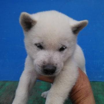紀州犬【三重県・男の子・2022年8月13日・白色】の写真「古道ノ白竜の子供！」