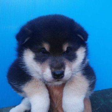 柴犬(標準サイズ)【三重県・女の子・2023年9月15日・黒色】の写真「柄もの！」