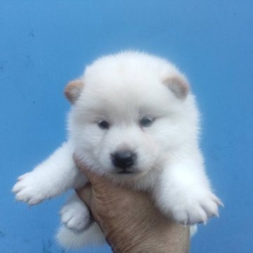 柴犬(標準サイズ)【三重県・男の子・2024年7月20日・白】の写真「人気の白柴！」