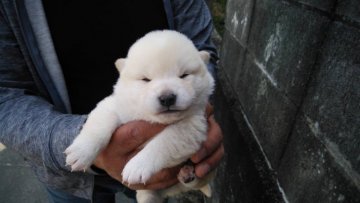 柴犬(標準サイズ)【三重県・男の子・2022年2月25日・白色】の写真「白柴の男の子」