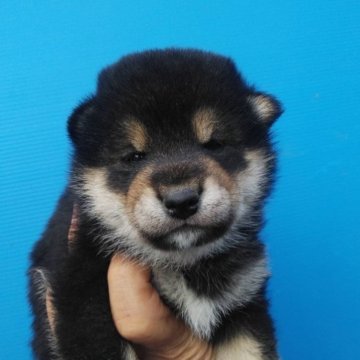 柴犬(標準サイズ)【三重県・男の子・2024年3月1日・黒】の写真「黒柴の男の子！締切日4月28日」