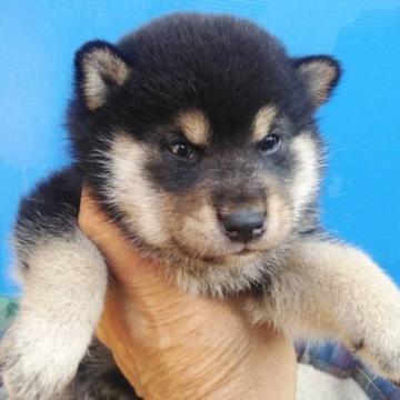 柴犬(標準サイズ)【三重県・男の子・2022年6月24日・黒色】の写真「黒柴の男の子」