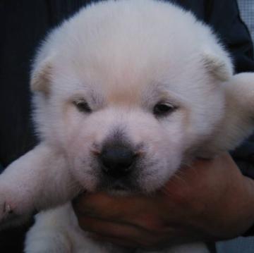 紀州犬【三重県・男の子・2022年10月5日・白色】の写真「紀州犬の雄」