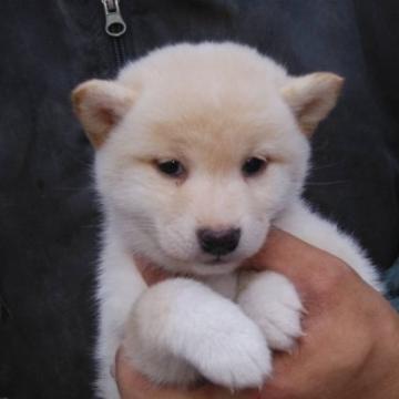 柴犬(標準サイズ)【三重県・女の子・2022年10月7日・白色】の写真「人気の白柴」