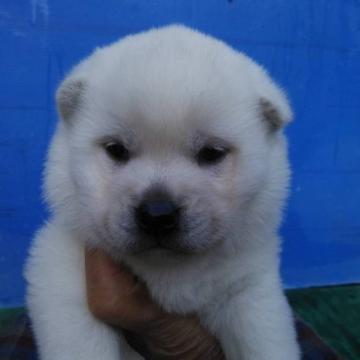 紀州犬【三重県・女の子・2022年11月13日・白色】の写真「紀州犬の女の子」