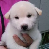 柴犬(標準サイズ)【三重県・男の子・2023年7月1日・白色】の写真1