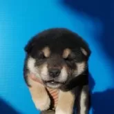 柴犬(標準サイズ)【三重県・女の子・2023年12月23日・黒色】の写真1