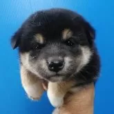 柴犬(標準サイズ)【三重県・女の子・2024年1月14日・黒】の写真1