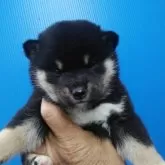 柴犬(標準サイズ)【三重県・男の子・2024年1月17日・黒】の写真1