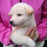 柴犬(標準サイズ)【三重県・男の子・2023年7月1日・白色】の写真2