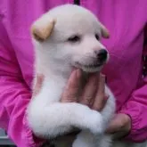 柴犬(標準サイズ)【三重県・男の子・2023年7月1日・白色】の写真3