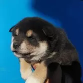 柴犬(標準サイズ)【三重県・女の子・2023年12月23日・黒色】の写真3
