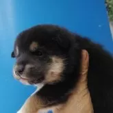 柴犬(標準サイズ)【三重県・女の子・2024年1月14日・黒】の写真4