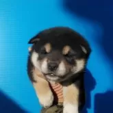 柴犬(標準サイズ)【三重県・女の子・2023年12月23日・黒色】の写真4
