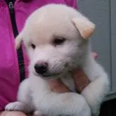 柴犬(標準サイズ)【三重県・男の子・2023年7月1日・白色】の写真5