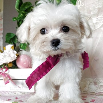 マルチーズ【岩手県・女の子・2025年5月27日・ホワイト】の写真「小さいですがやんちゃさんです✨」