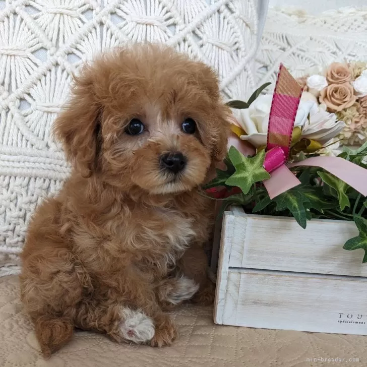 ID：2401-01307の子犬