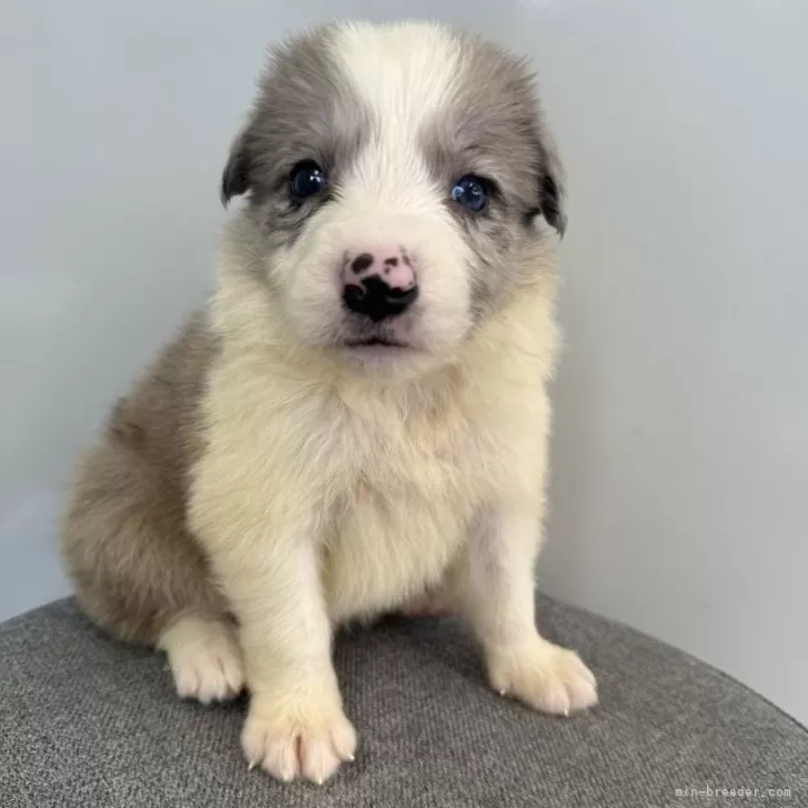 ID：2507-05376の子犬