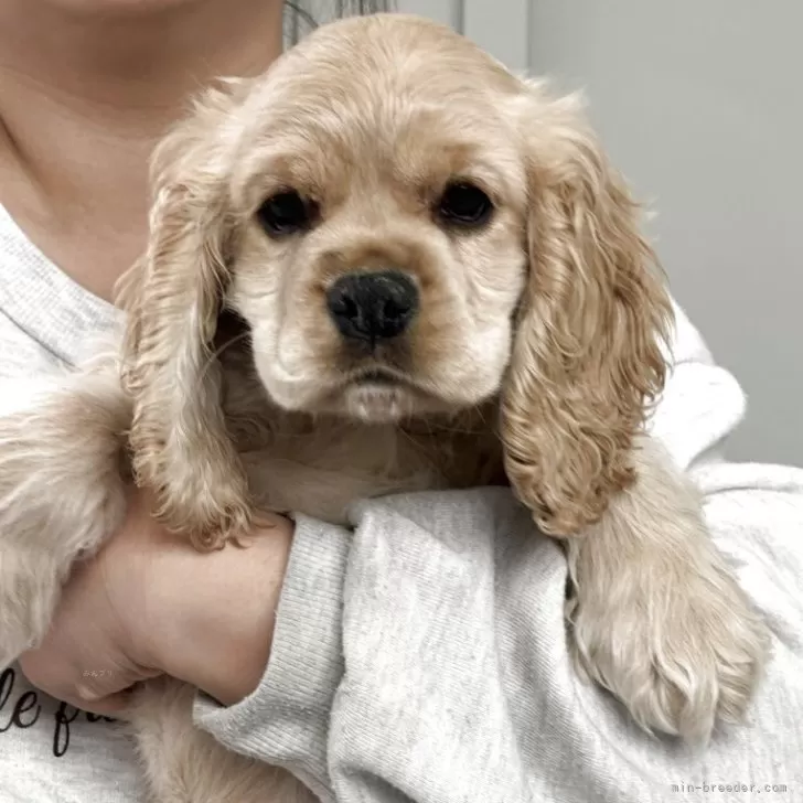 さっちゃん 様のお迎えした子犬