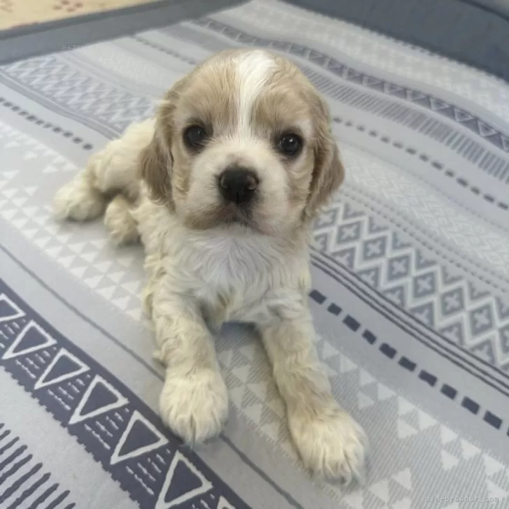 kazu 様のお迎えした子犬