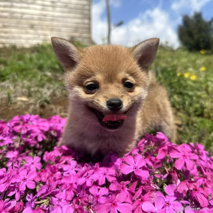 ID:2504-03778の子犬