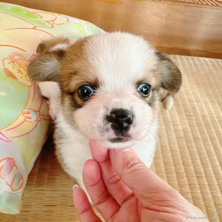 ID：2411-04841の子犬