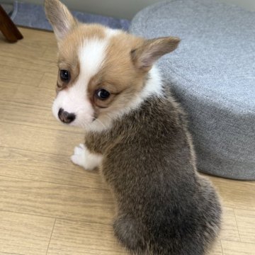 ウェルシュ・コーギー・ペンブローク【茨城県・女の子・2025年10月5日・レッドホワイト】の写真「元気な子💖毛色の値安い」