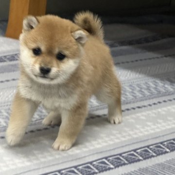 柴犬(豆柴)【茨城県・女の子・2024年11月22日・赤】の写真「小粒な女の子♡♡たぬき顔🌸」