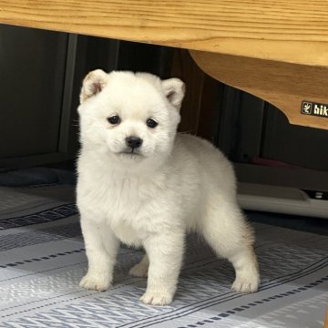 柴犬(豆柴)【茨城県・女の子・2024年11月22日・白】の写真「🌸バランス良くたぬき顔🌸」