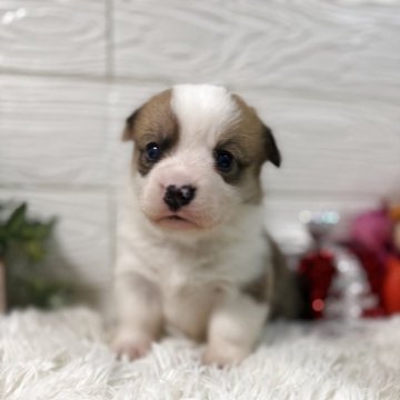 ウェルシュ・コーギー・ペンブローク【茨城県・男の子・2025年10月5日・レッドホワイト】の写真「元気な子」